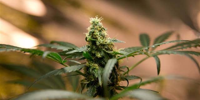 A marijuana plant grows in Mexico City.Three patients saw their seizures stop entirely.