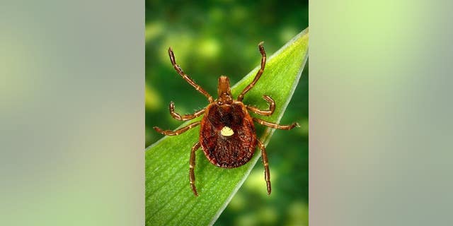 Experts say the lone star tick appears to be spreading from its home base in the southeastern US.