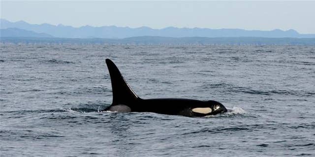 An orca whale swims in the Pacific Ocean near La Push, Wash.