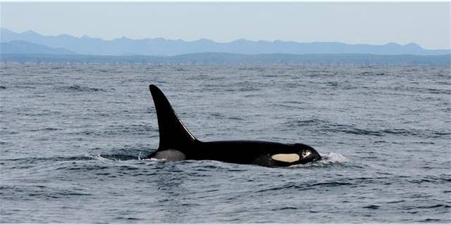 An orca whale swims in the Pacific Ocean near La Push, Wash.