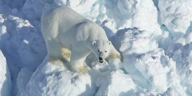 A new study has linked a dramatic increase in polar bear attacks on humans with decline of Arctic sea ice.