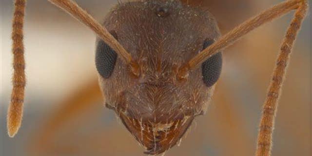 This queen Nylanderia pubens (ant) specimen in Starkville, Miss., was not part of the study.