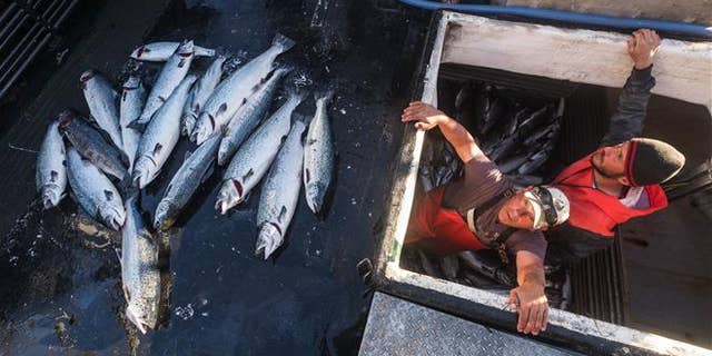 Two fishermen with the 16 farm-raised Atlantic salmon they caught fishing off Point Williams, Wash., on Tuesday.
