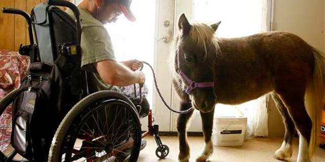 Malcolm Gray prepares to go outside with his miniature horse Danny at his house in Douglas, Wyo.