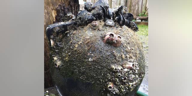 Japanese mussels, barnacles, and sea anemones on a tsunami buoy which washed ashore on Long Beach, Wash.