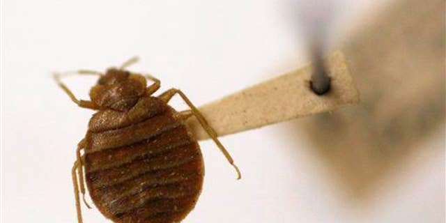 This little guy would be thrilled to hitch a ride back to your home in dirty laundry.