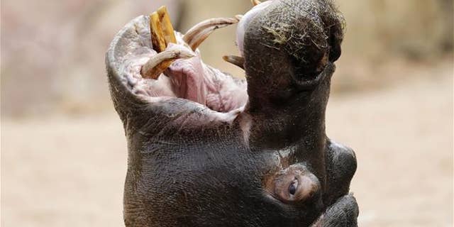 A hippo opens its mouth at the Le Cornelle Animal Park near Milan, Italy.