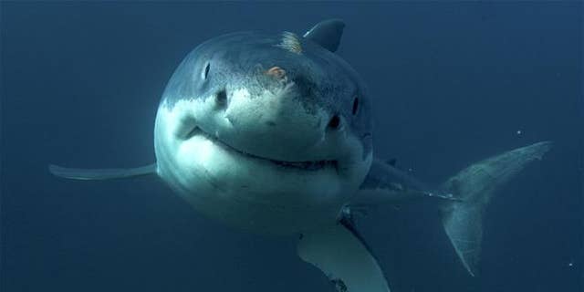 This undated image released by Discovery Channel shows a great white shark.