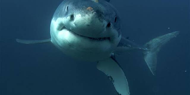 This undated image released by Discovery Channel shows a great white shark.