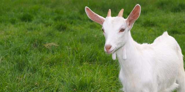 A white baby goat against grass