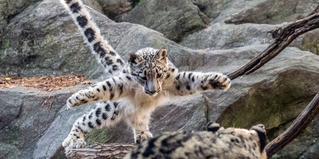 A female snow leopard cub leaps towards another leopard at the Bronx Zoo. The zoo announced Thursday that the snow leopard cub has made its public debut..