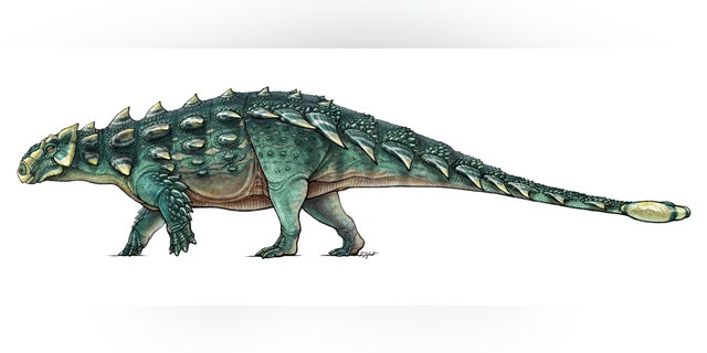 A life recreation of the newly discovered armored dinosaur named Zuul crurivastator from northern Montana seen in this illustration provided by the Royal Ontario Museum in Toronto, Canada, handout photo received May 9, 2017. Illustration by Danielle Dufault/Royal Ontario Museum/Handout via REUTERS
