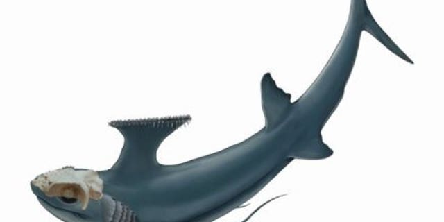 File photo - This image shows a reconstruction of Dwykaselachus oosthuizeni, a type of symmoriid shark now known to be an early chimaera. (Credit: Kristen Tietjen)