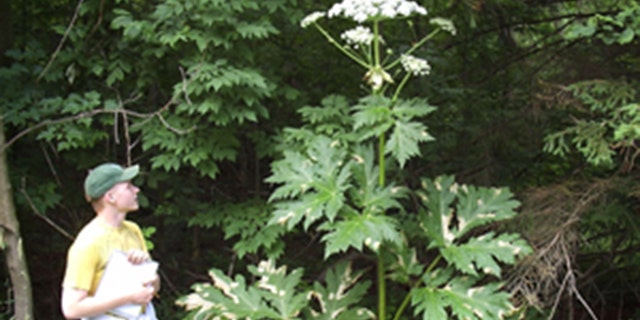 Giant hogweed can grow up to 14 feet tall.