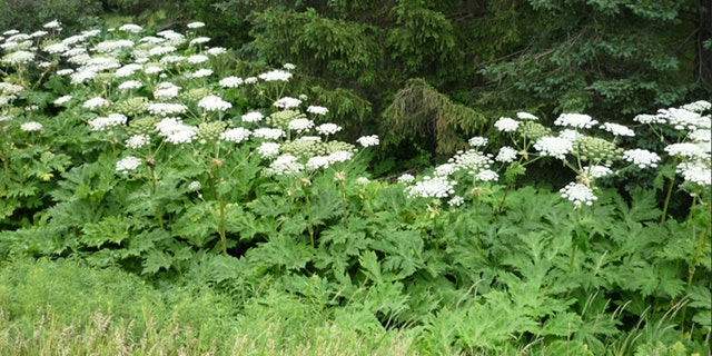 The plants have hollow stems are generally two to four inches in diameter, with dark purple and red raised spots and bristle-like hairs
