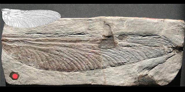 An image of a 7.5-inch-long 300-million year old fossil wing from Stephanotypus schneideri, along with an illustration of the largest relatively recent insect wing for comparison, that of 12-million-year-old 2.6-inch-long Epiaeschna lucida wing.