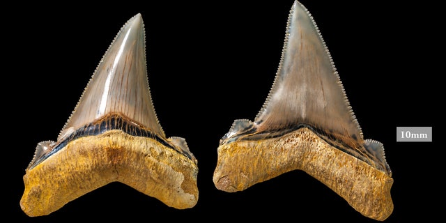 Angustidens teeth are sharp, with serrated edges.