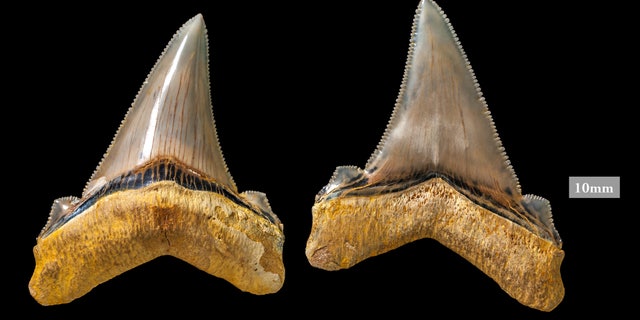 Angustidens teeth are sharp, with serrated edges.