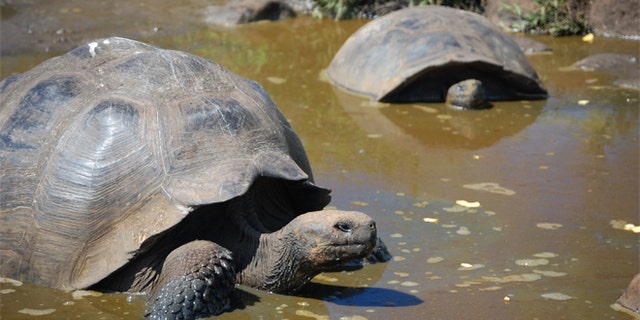 Researchers plan on bringing in relatives of the extinct tortoises of Madagascar in order to bring back the lost species.