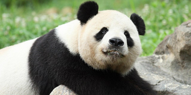 Tian Tian and his partner Yangguang will move to the UK as soon as possible