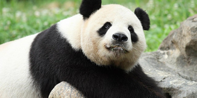 Tian Tian and his partner Yangguang will move to the UK as soon as possible