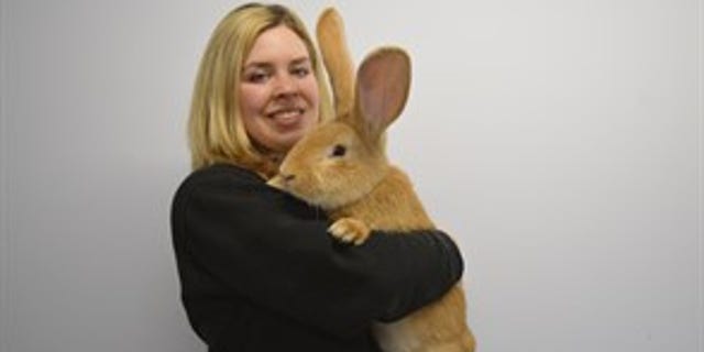 Atlas with SPCA Animal Care Assistant Emma Calder (SPCA).