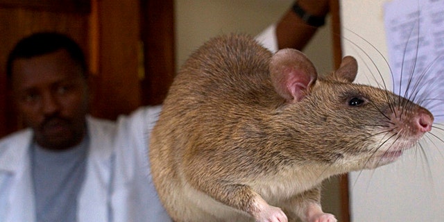 File photo - An African Giant Pouch rat is seen before a training session where the rats will learn to detect tuberculosis (TB) at a laboratory in Sokoine University for Agriculture in Morogoro, Tanzania, January 31, 2006. (REUTERS/Sala Lewis)