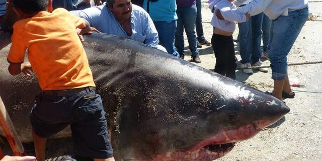 The massive catch, according to local reports, would be one of the longest great white sharks ever recorded if verified at a length of six meters, or 19.8 feet. (San Carlos Fishing Forum)