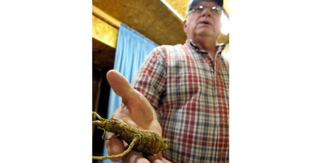 Sept. 18, 2012: Don Dobbs, owner of Buckhorn Ginseng, holds a wild ginseng root on in Richland Center, Wis.