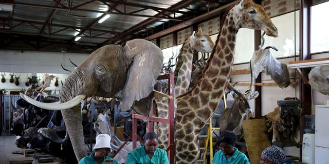 Workers prepare animal skins in front of animal trophies at the taxidermy studio in Pretoria,February 12, 2015. Africa's big game hunting industry helps protect endangered species, according to its advocates. Opponents say it threatens wildlife. Now a moot change in regulations in the United States could affect the number of foreigners who come to Africa to hunt big game, damaging the industry and possibly hurting wildlife. Picture taken February 12, 2015. REUTERS/Siphiwe Sibeko - RTX1G43C