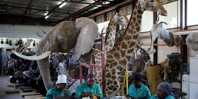 Workers prepare animal skins in front of animal trophies at the taxidermy studio in Pretoria,February 12, 2015. Africa's big game hunting industry helps protect endangered species, according to its advocates. Opponents say it threatens wildlife. Now a moot change in regulations in the United States could affect the number of foreigners who come to Africa to hunt big game, damaging the industry and possibly hurting wildlife. Picture taken February 12, 2015. REUTERS/Siphiwe Sibeko - RTX1G43C