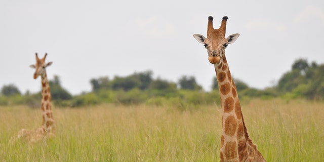 A Nubian giraffe in Murchison Falls National Park, Uganda.