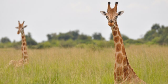 A Nubian giraffe in Murchison Falls National Park, Uganda.