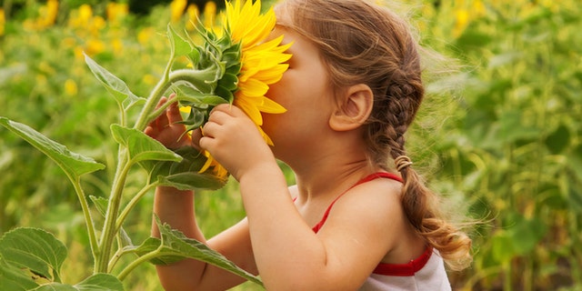 Smell may play a bigger role in human health and behavior than many medical experts realize.