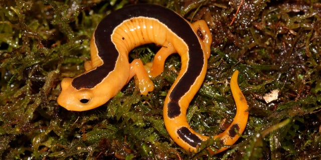 The Jackson's Climbing Salamander is sometimes called the "golden wonder" for its brilliant coloration.