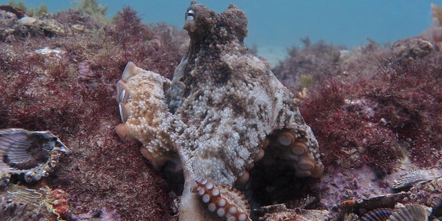 A gloomy octopus (<em>Octopus tetricus</em>) in Jervis Bay, Australia.