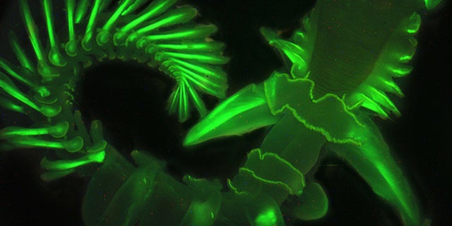 Here, the parchment tube worm glows green under a black light. Its natural blue glow is difficult to capture on camera.
