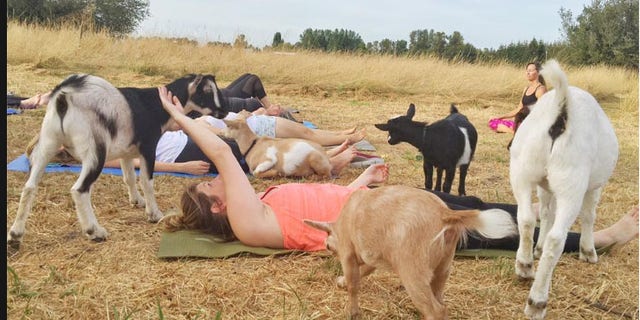 (Facebook/Goat Yoga)