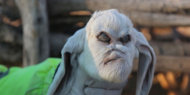 The "demon" goat (Credit: La Voz)