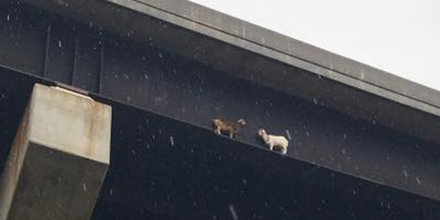 goats