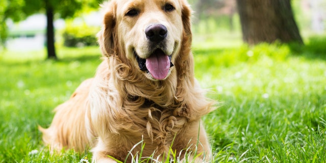 Golden Retriever lying on the grass. In the park.