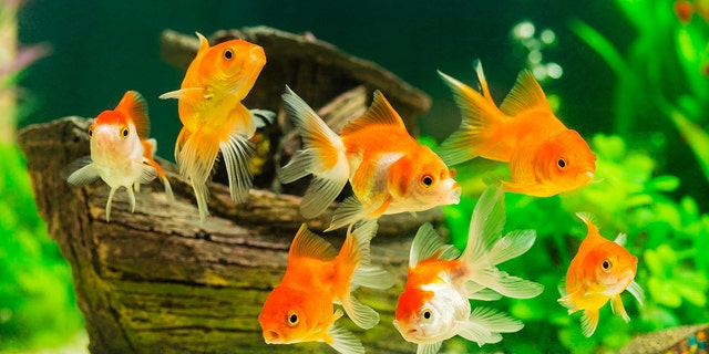 The Paris Aquarium is providing sanctuary to unwanted pet goldfish.
