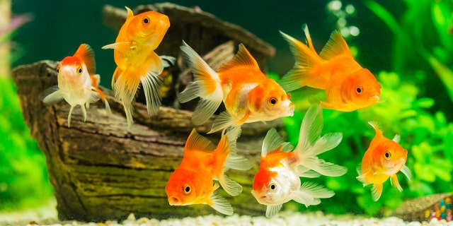 The Paris Aquarium is providing sanctuary to unwanted pet goldfish.