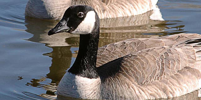 Two Canada geese soak up the sun on Capitol Lake Thursday, Feb. 3, 2005 near the State Capitol in Pierre, S.D. Warm temperatures throughout the area had people and animals alike basking in the sun and enjoying the warm winter day. (AP Photo/Doug Dreyer)STAND ALONE