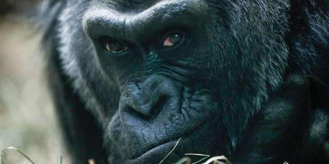 FILE - In this Dec. 15, 2016 file photo, Colo, a western lowland gorilla, rests in her enclosure at the Columbus Zoo, in Columbus, Ohio.