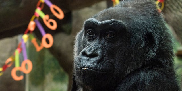 Colo, the world's first gorilla born inside a zoo, sits inside her enclosure during her 60th birthday party.
