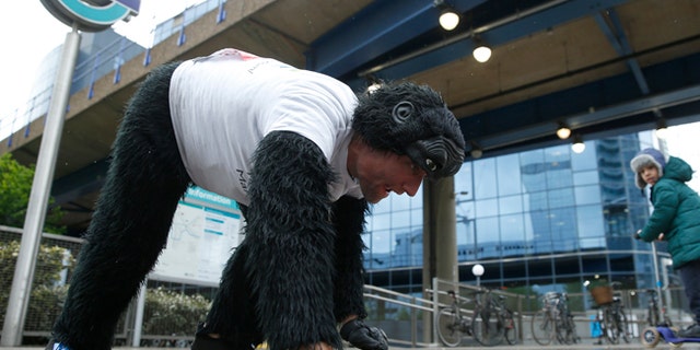 Tom Harrison also known as Mr Gorilla makes his way crawling along part of the London Marathon course in aid of the charity 'Gorilla Organization' Thursday, April 27, 2017. The London Marathon started five days ago, and Tom Harrison is nearly done as he crawls wearing his gorilla suit. The man dubbed Mr. Gorilla is raising money for the Gorilla Organization _ so far more than 22,000 pounds ($28,500) have been pledged. (AP Photo/Alastair Grant)