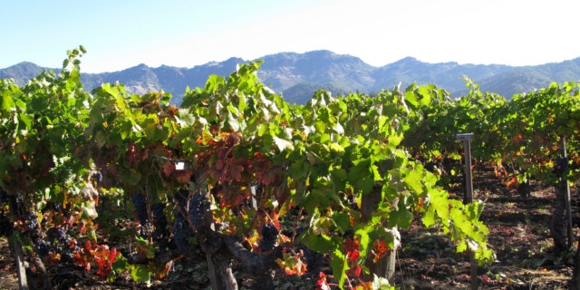 FILE: Oct. 8, 2011: Zinfandel grapes grow in a Napa Valley, California vineyard that supplies grapes to Frank Family Vineyards.