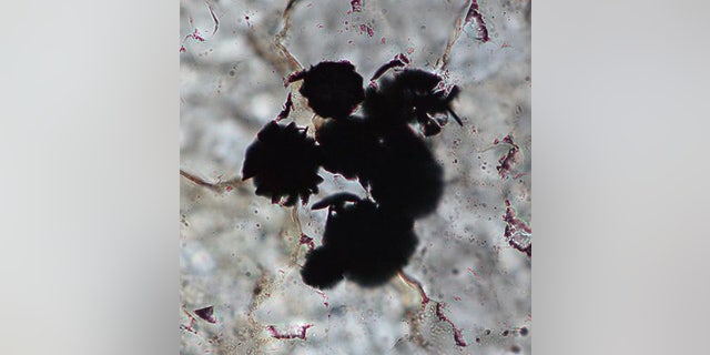 Graphite in 3.95-billion-year-old rocks from Labrador, Canada, may be the oldest evidence of life on Earth.