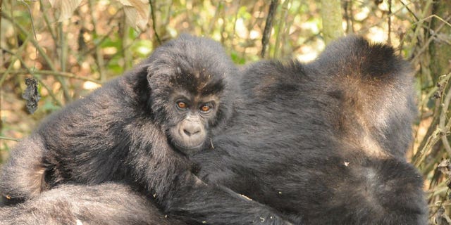 An infant Grauer's gorilla rides on an adult gorilla's back.
